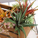 Set of 3 | 12" Multi Colored Artificial Succulent Plants