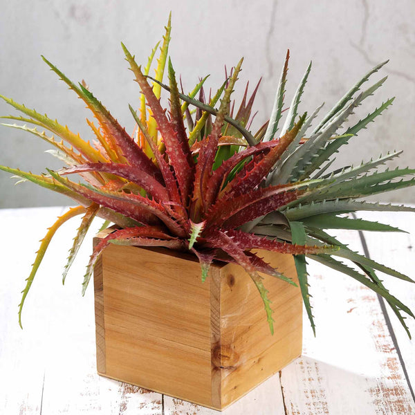 Set of 3 | 12" Multi Colored Artificial Succulent Plants