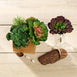 Set of 3 | Multi Colored Fake Succulents | 6" Wavy Kalanchoe Decorative Artificial Plants