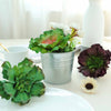 Set of 3 | Multi Colored Fake Succulents | 6" Wavy Kalanchoe Decorative Artificial Plants
