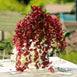 5 Bushes - 44" Artificial Wisteria Vine - Ratta Silk Hanging Flower Garland - Burgundy#whtbkgd