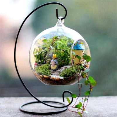 glass plant terrariums for sale Graceful Globe Glass Terrarium 4/pk