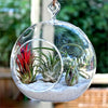 Gigantic Globe Glass Terrarium 4/pk