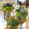 Set of 3 | Multi Colored Fake Succulents | 6" Spike Aeonium Decorative Artificial Plants