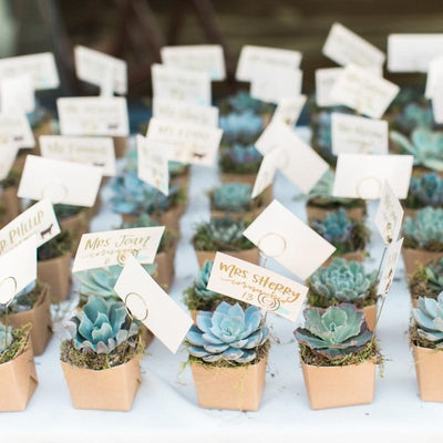 mini succulent favors Set of 3