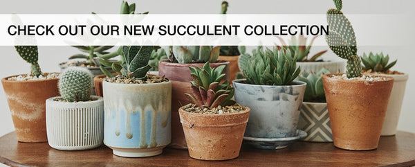 Check out our new succulent collection!