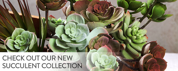 Check out our new succulent collection!